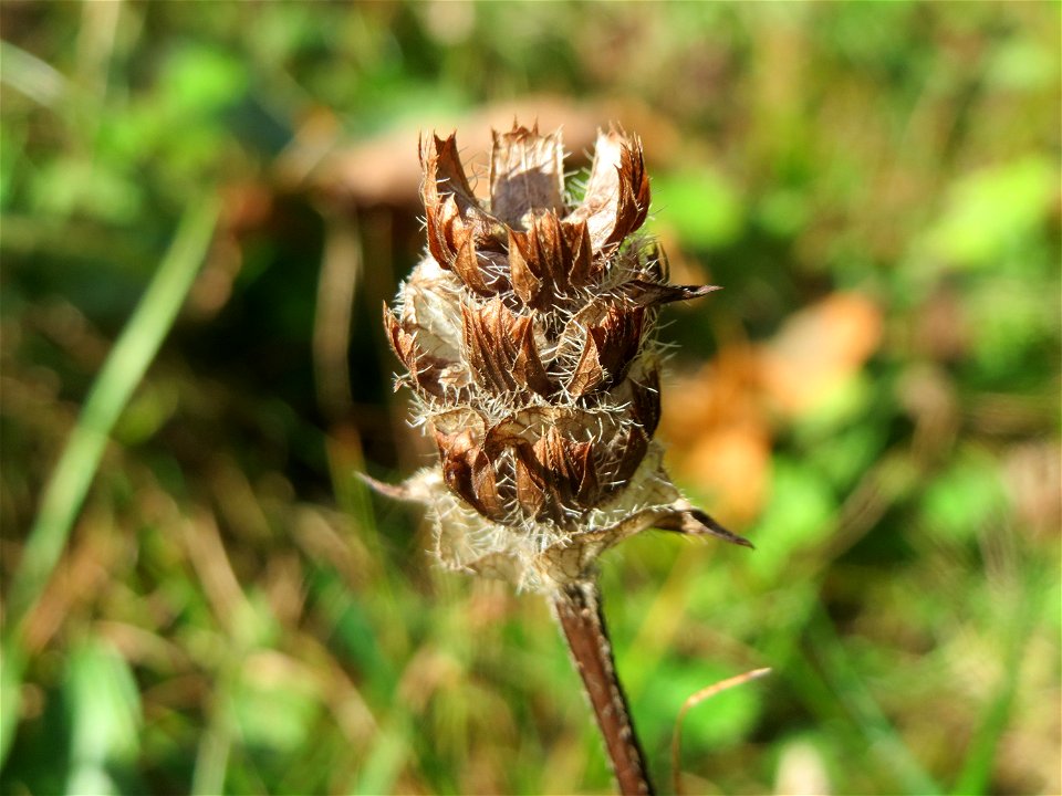 Kleine Braunelle (Prunella vulgaris) im Schwetzinger Hardt - an der Bahnstrecke Mannheim-Karlsruhe findet sich ein kleines Sandmagerrasen-Biotop mit typischer Binnendünen-Vegetation