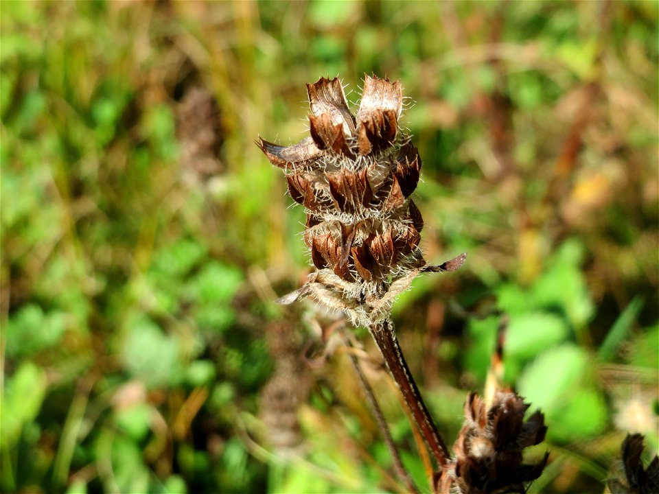 Kleine Braunelle (Prunella vulgaris) im Schwetzinger Hardt - an der Bahnstrecke Mannheim-Karlsruhe findet sich ein kleines Sandmagerrasen-Biotop mit typischer Binnendünen-Vegetation