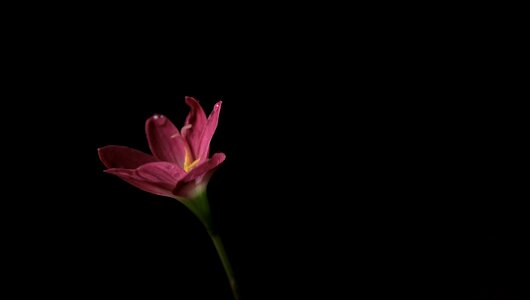 Pink nature blossom