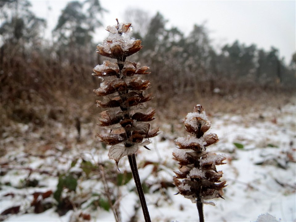 Kleine Braunelle (Prunella vulgaris) im Schwetzinger Hardt - an der Bahnstrecke Mannheim-Karlsruhe findet sich ein kleines Sandmagerrasen-Biotop mit typischer Binnendünen-Vegetation