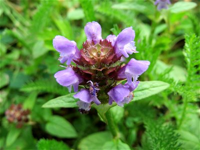 Kleine Braunelle (Prunella vulgaris) in Saarbrücken
