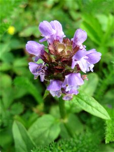 Kleine Braunelle (Prunella vulgaris) in Saarbrücken