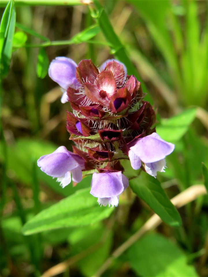 Kleine Braunelle (Prunella vulgaris) im Naturschutzgebiet „Steinbachtal / Netzbachtal“