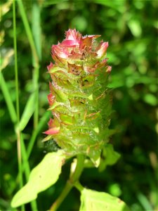 Kleine Braunelle (Prunella vulgaris) im Naturschutzgebiet „St. Arnualer Wiesen“