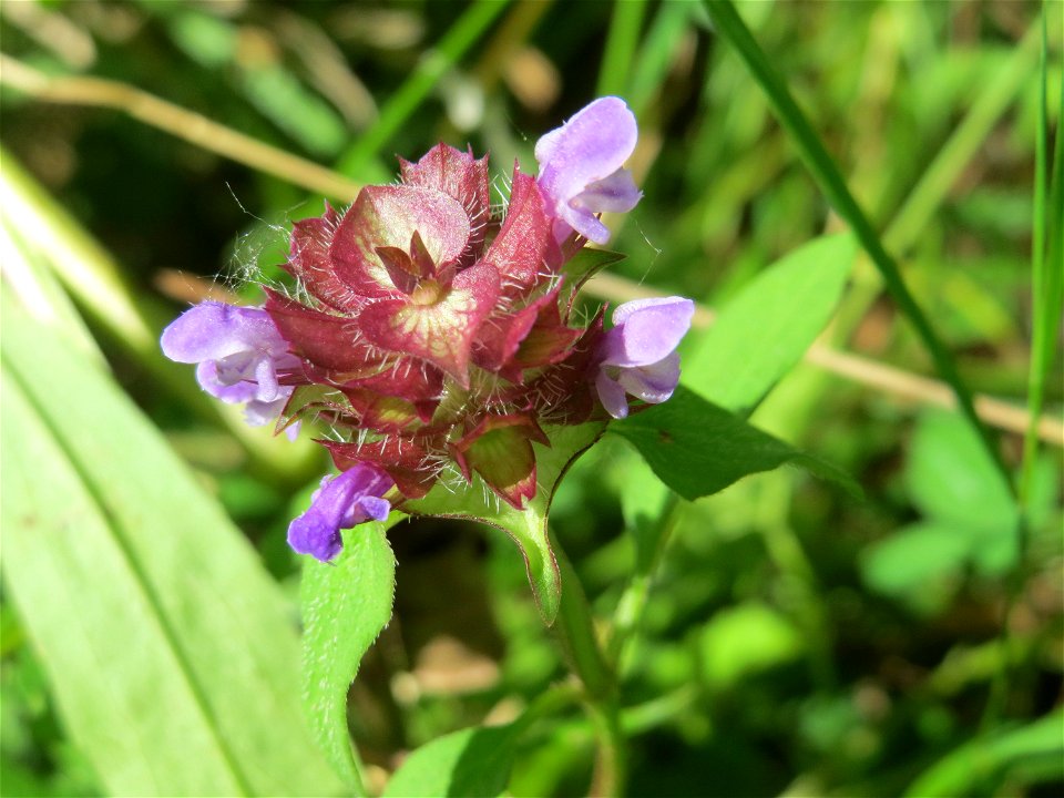 Kleine Braunelle (Prunella vulgaris) im Naturschutzgebiet „St. Arnualer Wiesen“