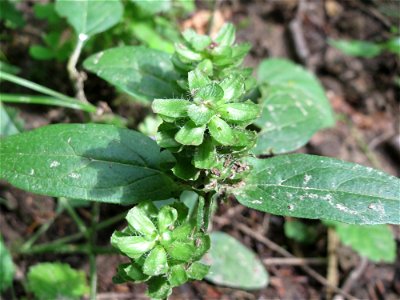 Kleine Braunelle (Prunella vulgaris) nahe der Weißen Hohle bei Nußloch