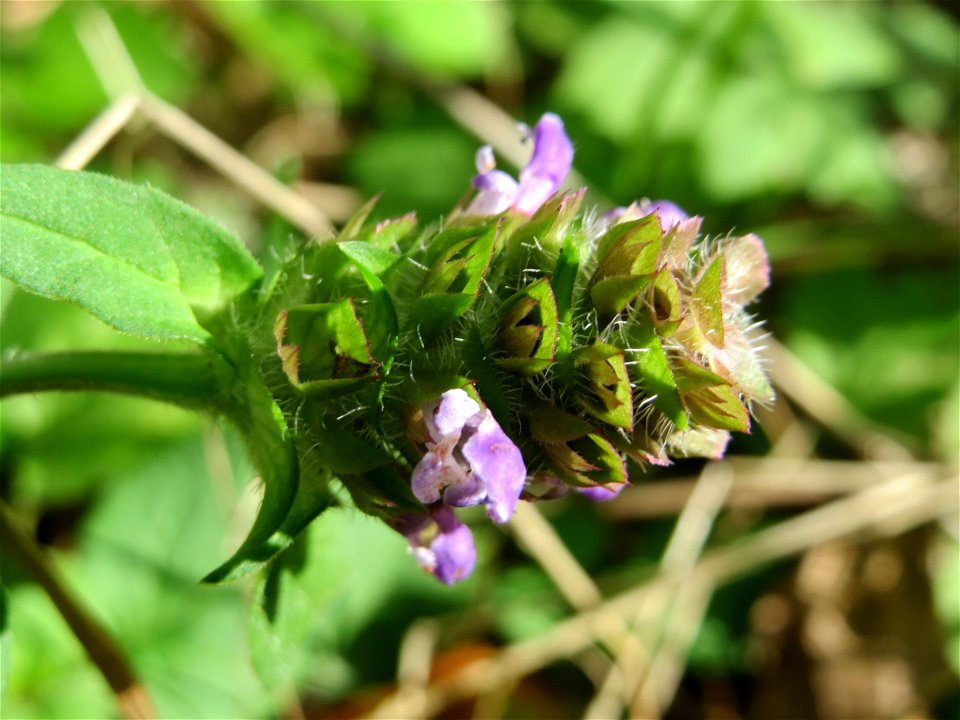 Kleine Braunelle (Prunella vulgaris) in der Schwetzinger Hardt