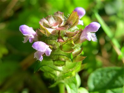 Kleine Braunelle (Prunella vulgaris) in der Schwetzinger Hardt