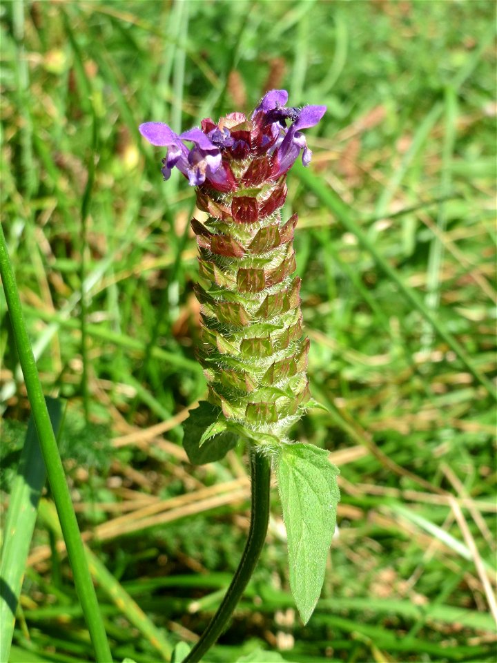 Kleine Braunelle (Prunella vulgaris) am Staden in Saarbrücken