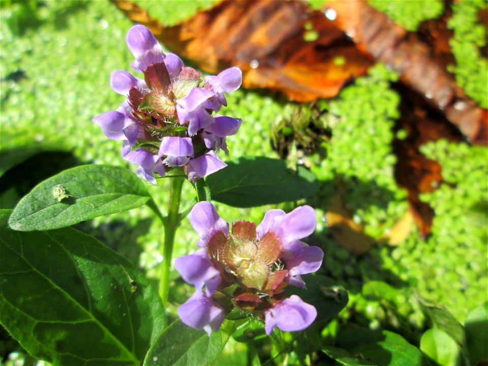 Kleine Braunelle (Prunella vulgaris) an einem Teich im Schwetzinger Schlossgarten
