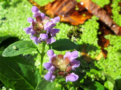 Kleine Braunelle (Prunella vulgaris) an einem Teich im Schwetzinger Schlossgarten