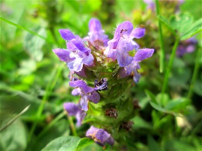Kleine Braunelle (Prunella vulgaris) am Hauptfriedhof Saarbrücken