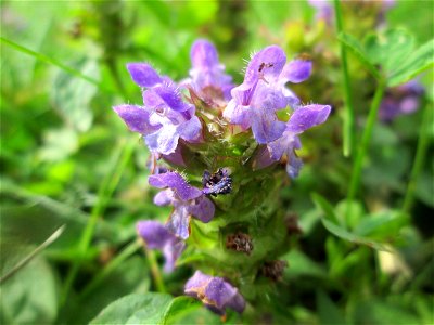 Kleine Braunelle (Prunella vulgaris) am Hauptfriedhof Saarbrücken photo