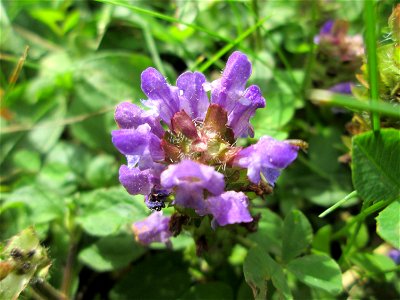 Kleine Braunelle (Prunella vulgaris) am Hauptfriedhof Saarbrücken