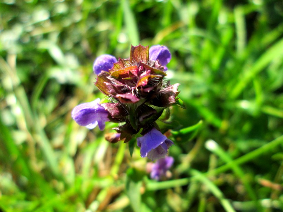 Kleine Braunelle (Prunella vulgaris) auf der Spicherer Höhe