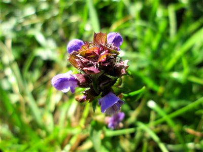 Kleine Braunelle (Prunella vulgaris) auf der Spicherer Höhe photo