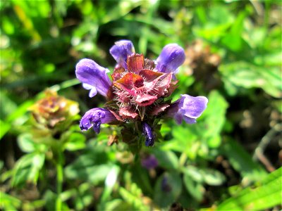 Kleine Braunelle (Prunella vulgaris) auf der Spicherer Höhe