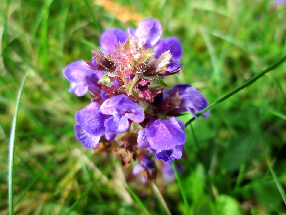 Kleine Braunelle (Prunella vulgaris) am Hauptfriedhof Saarbrücken
