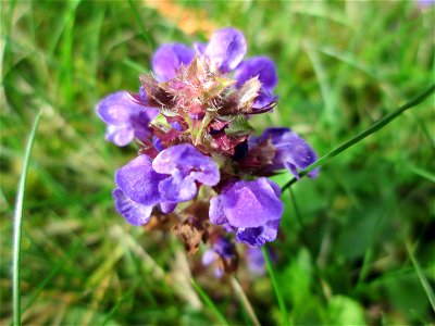 Kleine Braunelle (Prunella vulgaris) am Hauptfriedhof Saarbrücken