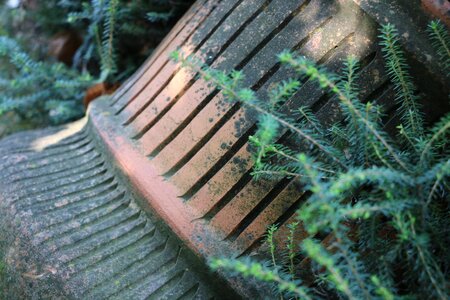 Plant decoration nature