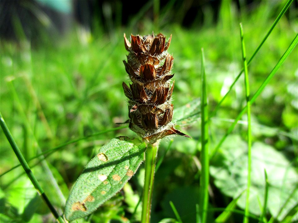 Kleine Braunelle (Prunella vulgaris) nahe am Saarbach in Brebach