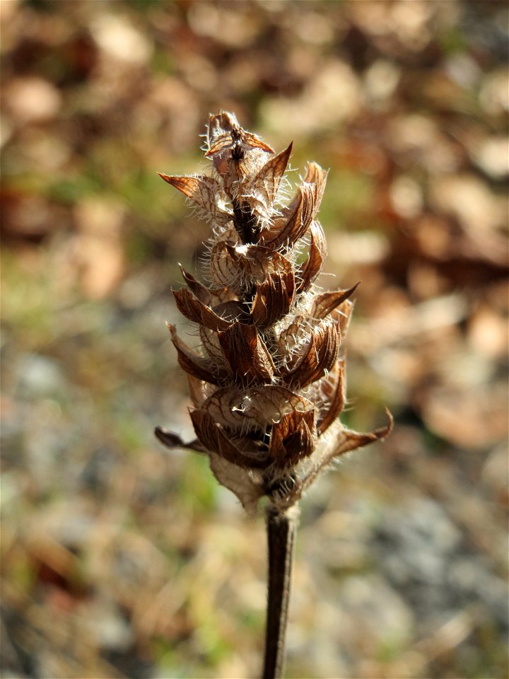 Mumienbotanik: Kleine Braunelle (Prunella vulgaris) in der Schwetzinger Hardt
