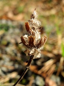 Mumienbotanik: Kleine Braunelle (Prunella vulgaris) in der Schwetzinger Hardt photo