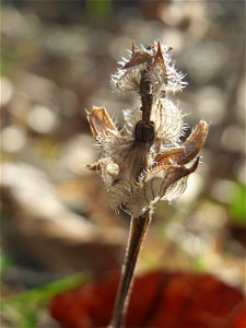 Mumienbotanik: Kleine Braunelle (Prunella vulgaris) in der Schwetzinger Hardt