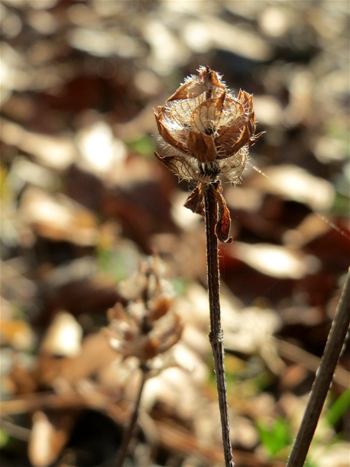 Mumienbotanik: Kleine Braunelle (Prunella vulgaris) in der Schwetzinger Hardt