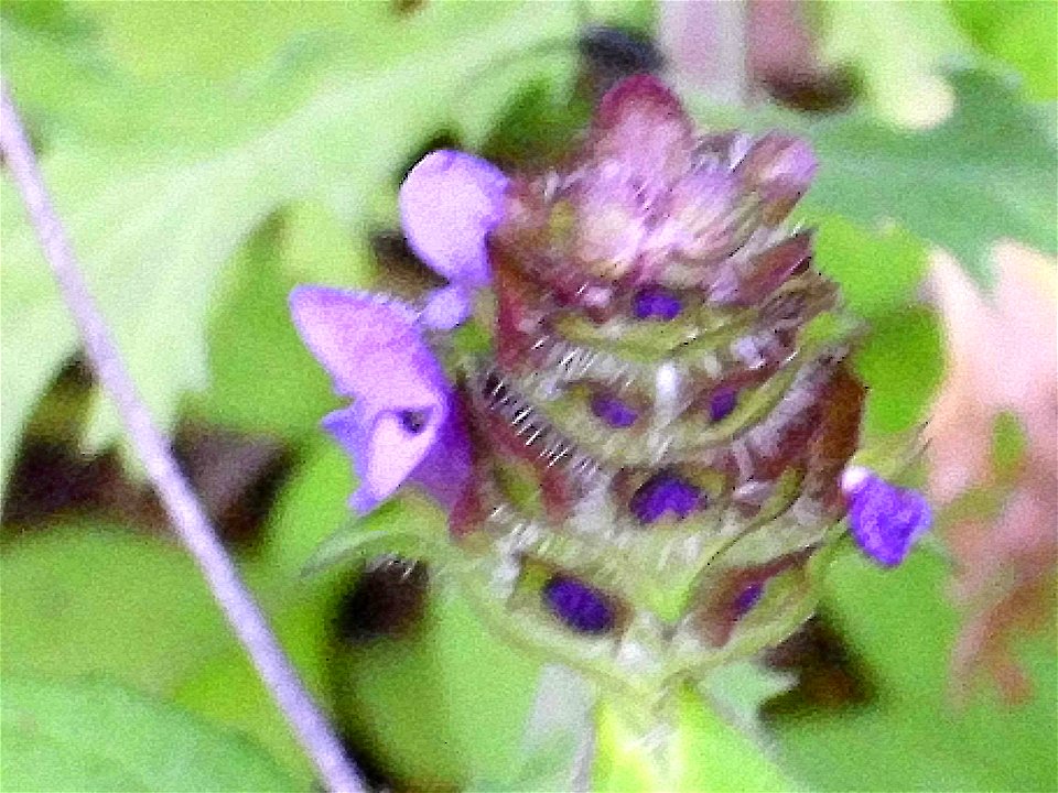 Prunella vulgaris inflorescence, Sierra Madrona, Spain