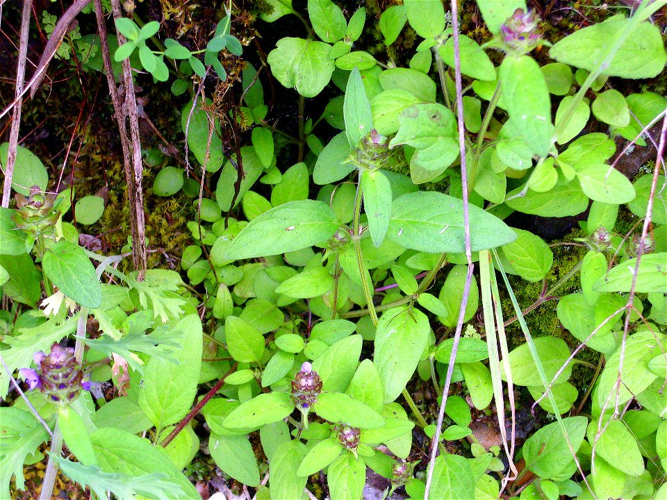 Prunella vulgaris habit, Sierra Madrona, Spain