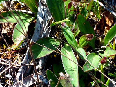 Prunella vulgaris leaves, Dehesa Boyal de Puertollano, Spain