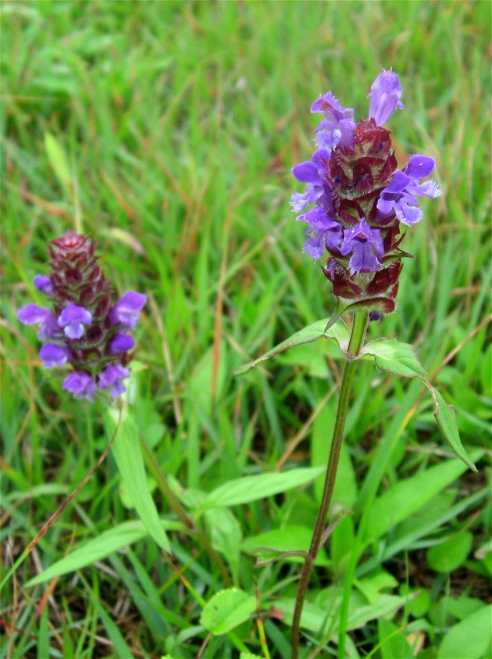 Prunella vulgaris subsp. asiatica, Aizu area, Fukushima pref., Japan