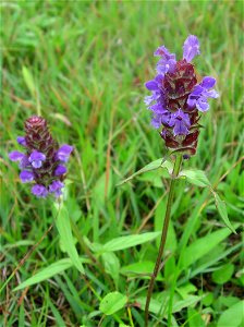 Prunella vulgaris subsp. asiatica, Aizu area, Fukushima pref., Japan