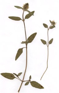 Prunella vulgaris f leucantha Schur, eigener Herbarbeleg