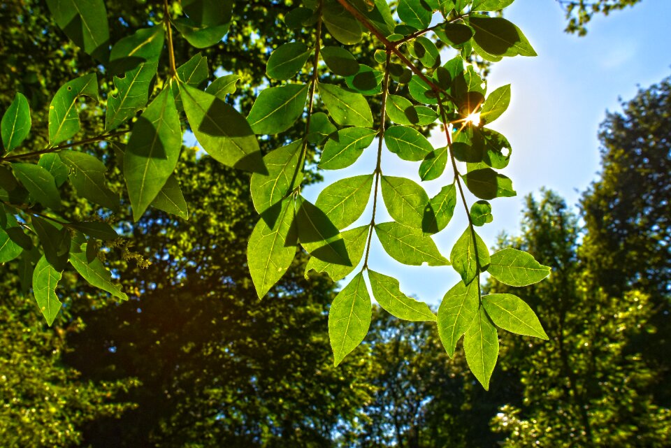 Foliage sunlight light