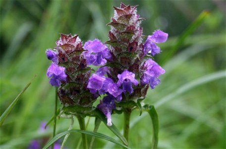 Prunella vulgaris subsp. asiatica in Mount Ibuki, Maibara, Shiga prefecture, Japan.