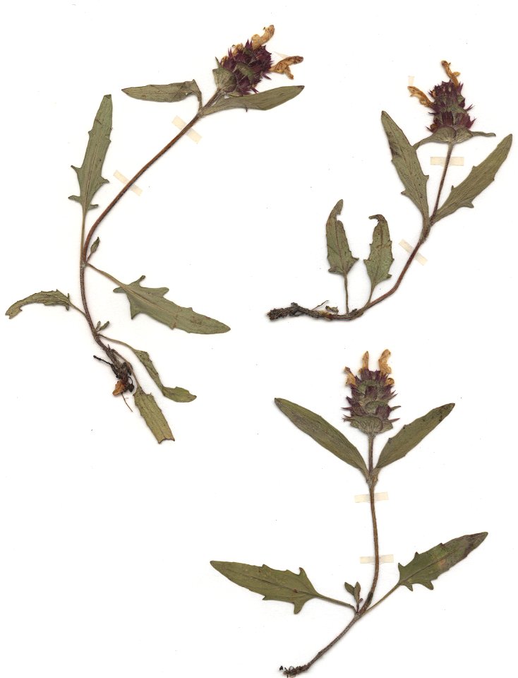 Prunella × dissecta, eigener Herbarbeleg