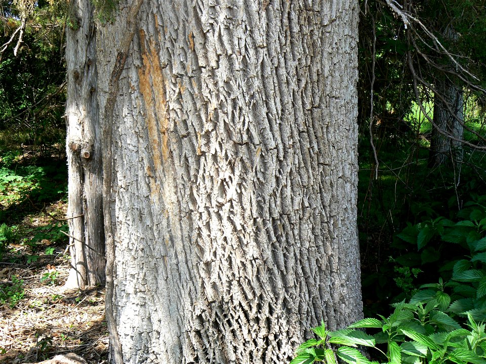 Green Ash (Fraxinus pennsylvanica) bark detail