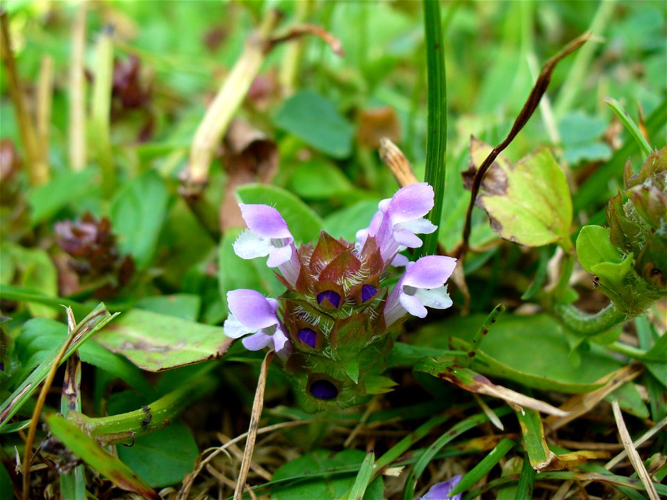 I am the originator of this photo. I hold the copyright. I release it to the public domain. This photo depicts a plant.