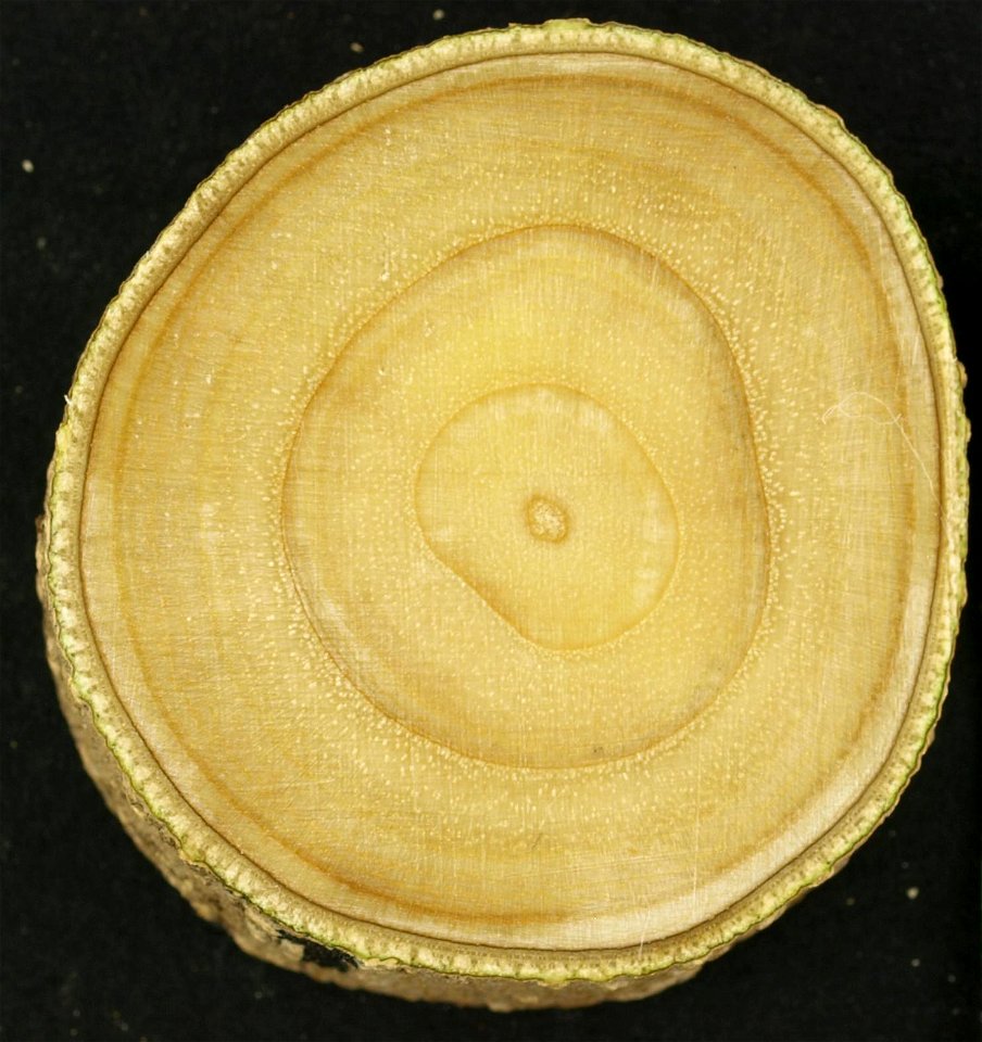 A cross-section of a 5 year-old green ash stem.