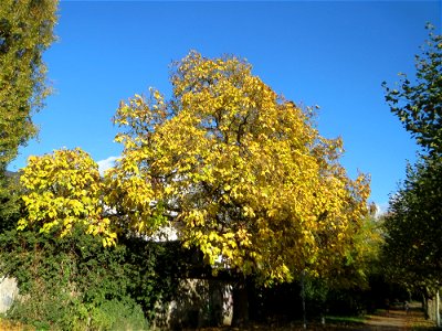 Trompetenbaum (Catalpa bignonioides) am Staden in Saarbrücken