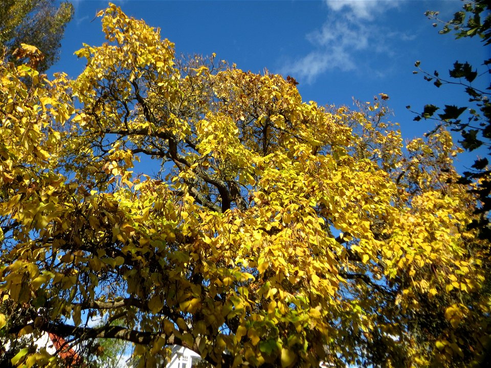 Trompetenbaum (Catalpa bignonioides) am Staden in Saarbrücken - als Zierbaum aus Nordamerika eingeführt