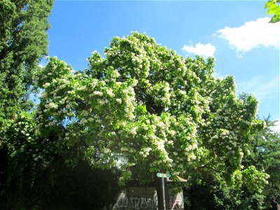 Trompetenbaum (Catalpa bignonioides) am Staden in Saarbrücken - ursprünglich aus Nordamerika