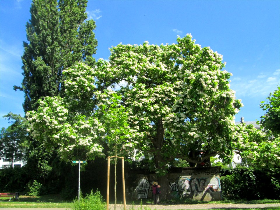 Trompetenbaum (Catalpa bignonioides) am Staden in Saarbrücken - ursprünglich aus Nordamerika