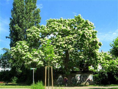 Trompetenbaum (Catalpa bignonioides) am Staden in Saarbrücken - ursprünglich aus Nordamerika photo