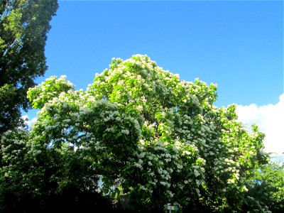 Trompetenbaum (Catalpa bignonioides) am Staden in Saarbrücken - ursprünglich aus Nordamerika