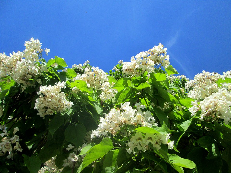 Trompetenbaum (Catalpa bignonioides) am Staden in Saarbrücken - ursprünglich aus Nordamerika