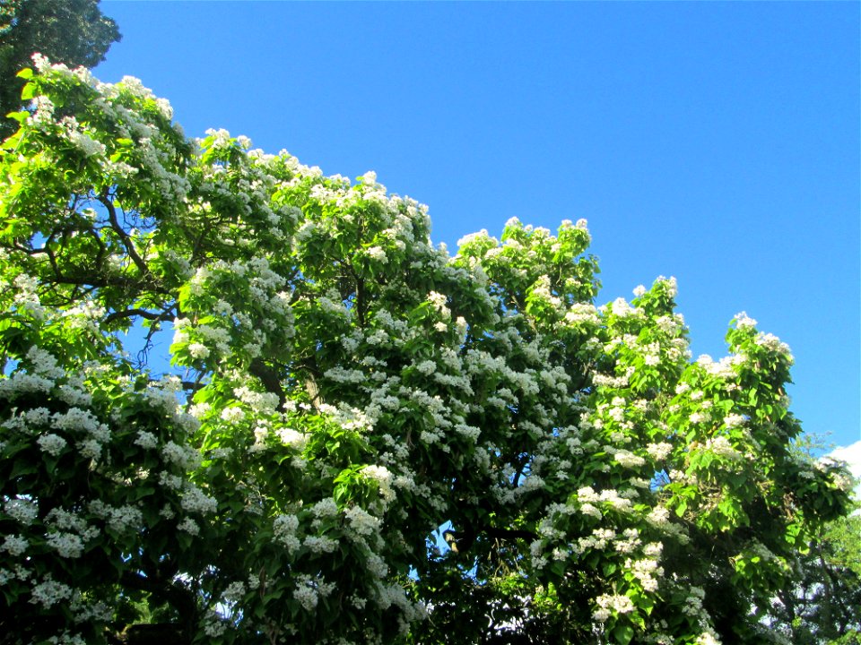 Trompetenbaum (Catalpa bignonioides) am Staden in Saarbrücken - ursprünglich aus Nordamerika