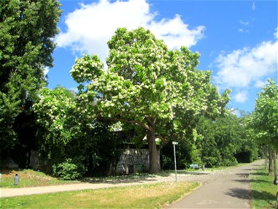 Trompetenbaum (Catalpa bignonioides) am Staden in Saarbrücken - ursprünglich aus Nordamerika